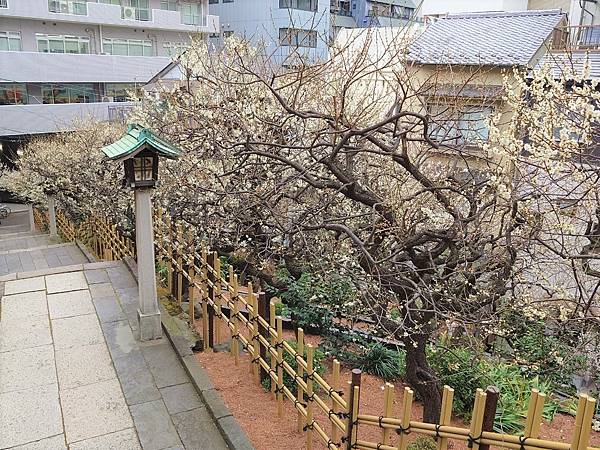 湯島天神＊梅花祭典【湯島天滿宮】学問の神様