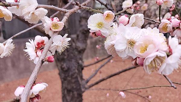 湯島天神＊梅花祭典【湯島天滿宮】学問の神様