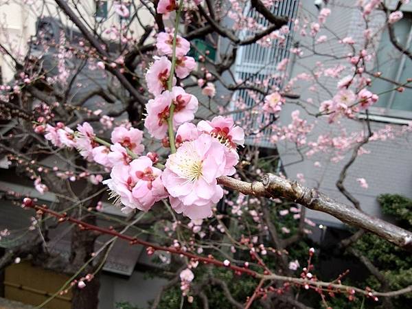 湯島天神＊梅花祭典【湯島天滿宮】学問の神様