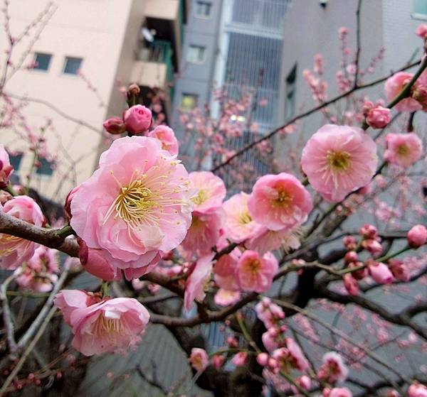 湯島天神＊梅花祭典【湯島天滿宮】学問の神様