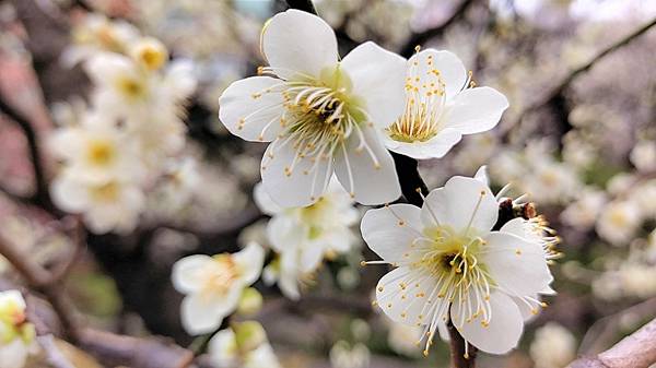 湯島天神＊梅花祭典【湯島天滿宮】学問の神様