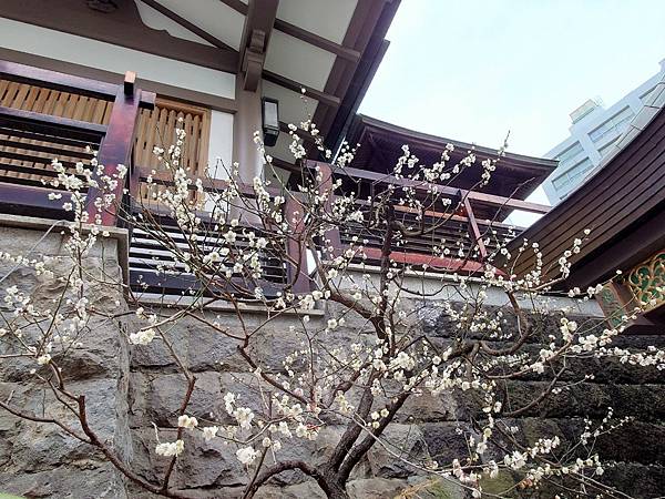 湯島天神＊梅花祭典【湯島天滿宮】学問の神様