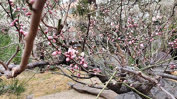 湯島天神＊梅花祭典【湯島天滿宮】学問の神様