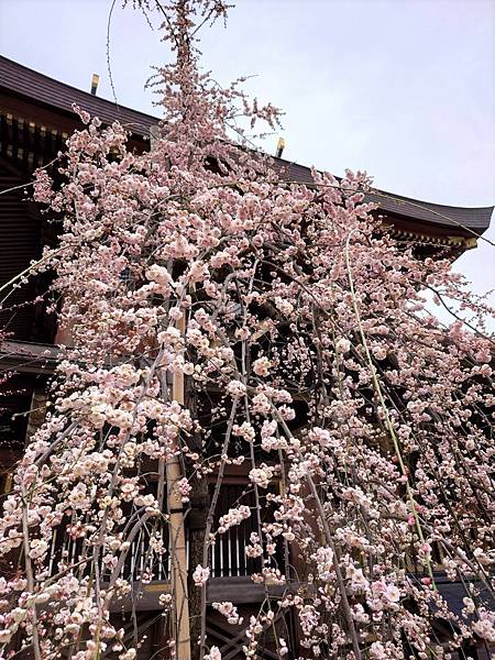 湯島天神＊梅花祭典【湯島天滿宮】学問の神様