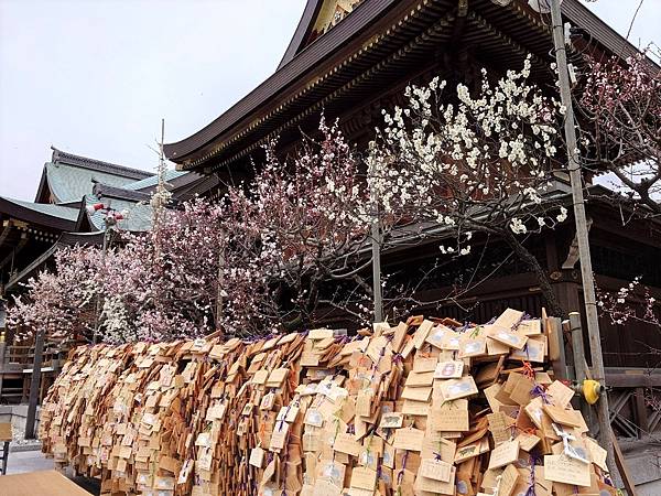 湯島天神＊梅花祭典【湯島天滿宮】学問の神様