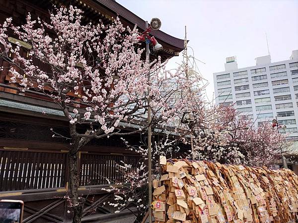 湯島天神＊梅花祭典【湯島天滿宮】学問の神様