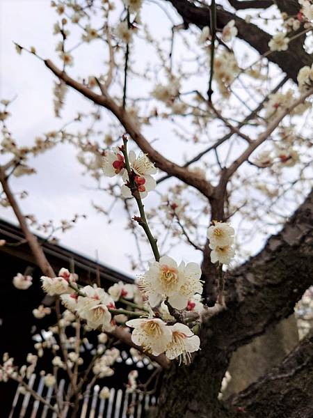 湯島天神＊梅花祭典【湯島天滿宮】学問の神様