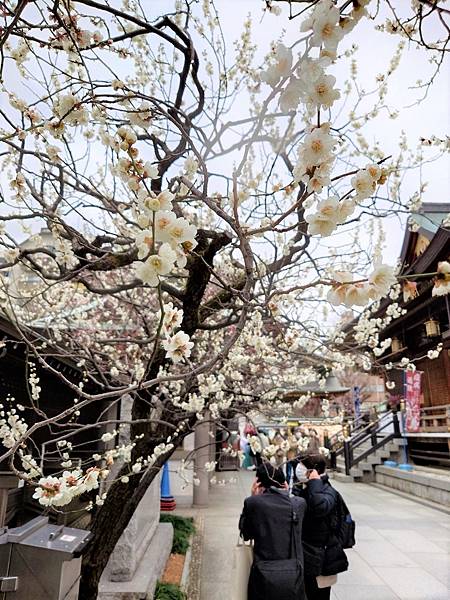 湯島天神＊梅花祭典【湯島天滿宮】学問の神様