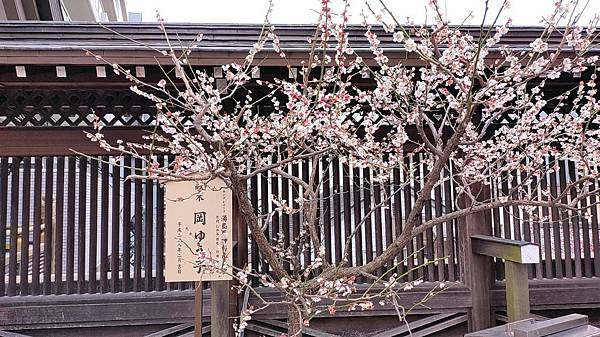 湯島天神＊梅花祭典【湯島天滿宮】学問の神様