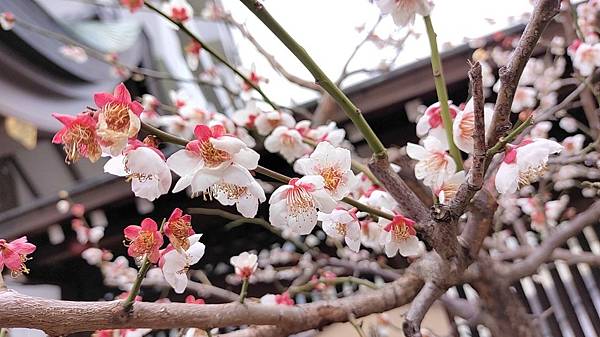 湯島天神＊梅花祭典【湯島天滿宮】学問の神様