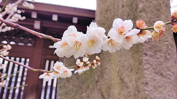 湯島天神＊梅花祭典【湯島天滿宮】学問の神様