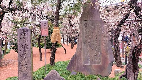 湯島天神＊梅花祭典【湯島天滿宮】学問の神様