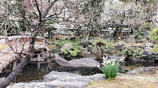 湯島天神＊梅花祭典【湯島天滿宮】学問の神様