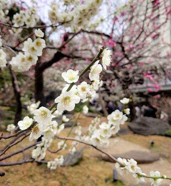 湯島天神＊梅花祭典【湯島天滿宮】学問の神様