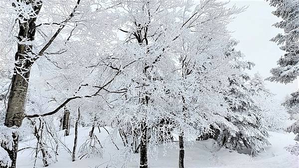 【藏王 樹冰】大自然的恩賞..不容錯過的冬季藝術
