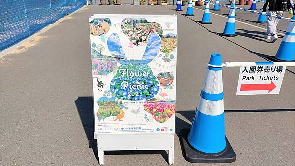 【海之中道海濱公園】遊福岡必賞…2023超夢幻粉蝶花