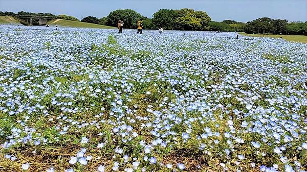 【海之中道海濱公園】遊福岡必賞…2023超夢幻粉蝶花