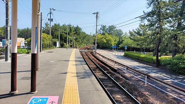 【海之中道海濱公園】遊福岡必賞…2023超夢幻粉蝶花