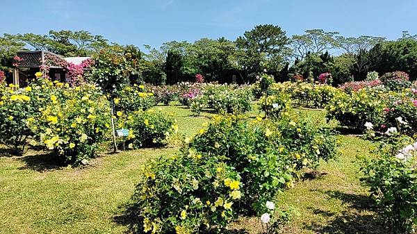 【海之中道海濱公園】遊福岡必賞…2023超夢幻粉蝶花