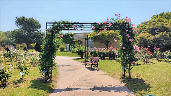 【海之中道海濱公園】遊福岡必賞…2023超夢幻粉蝶花