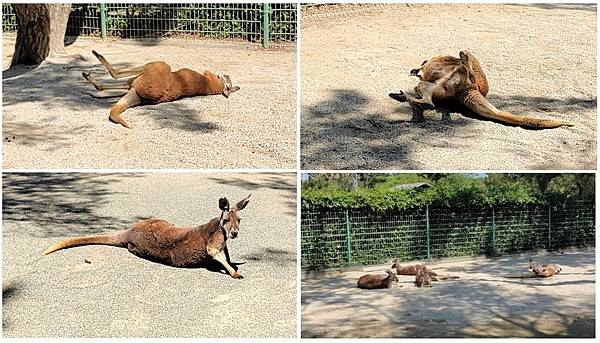 【海之中道海濱公園】遊福岡必賞…2023超夢幻粉蝶花