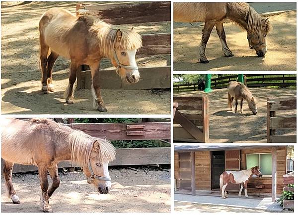 【海之中道海濱公園】遊福岡必賞…2023超夢幻粉蝶花