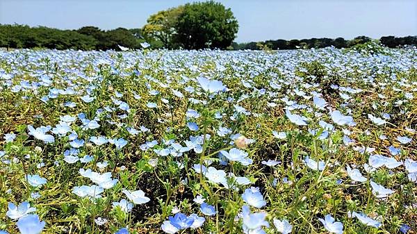 【海之中道海濱公園】遊福岡必賞…2023超夢幻粉蝶花