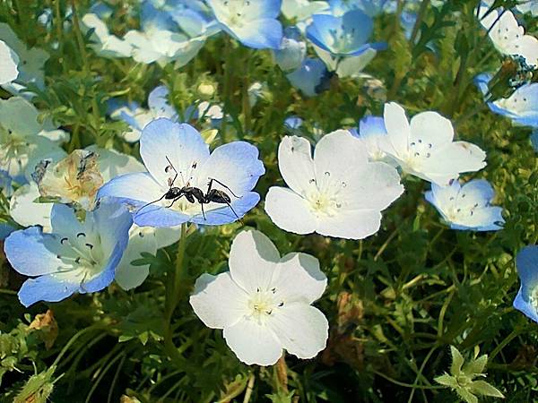 【海之中道海濱公園】遊福岡必賞…2023超夢幻粉蝶花