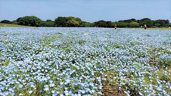 【海之中道海濱公園】遊福岡必賞…2023超夢幻粉蝶花