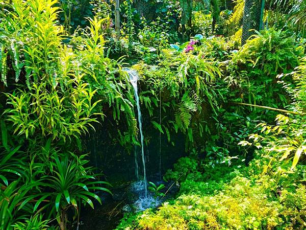 久違的馬來西亞>>>自由行D6>>吉隆坡蝴蝶園.植物園.清水