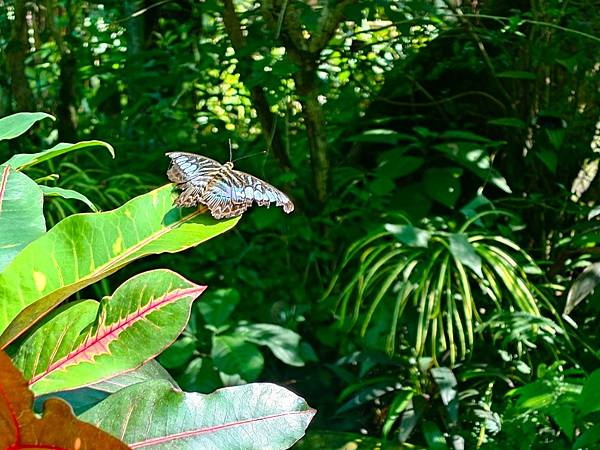 久違的馬來西亞>>>自由行D6>>吉隆坡蝴蝶園.植物園.清水