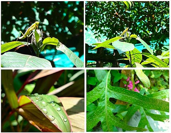 久違的馬來西亞>>>自由行D6>>吉隆坡蝴蝶園.植物園.清水