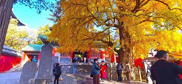 【河南少林寺.龍門石窟】天下第一名剎.世界文化遺產.石雕藝術