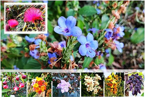 好久沒走香港了>香港地質公園.萬宜水庫東壩.岩石學園.標尖角