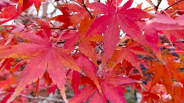 【福岡雙人行】紅葉八幡宮.在福岡的綠洲-大濠公園-散散步.吃