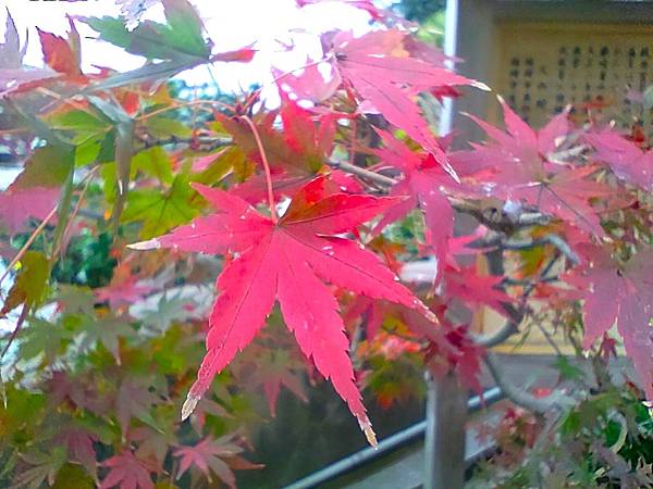 【福岡雙人行】紅葉八幡宮.在福岡的綠洲-大濠公園-散散步.吃