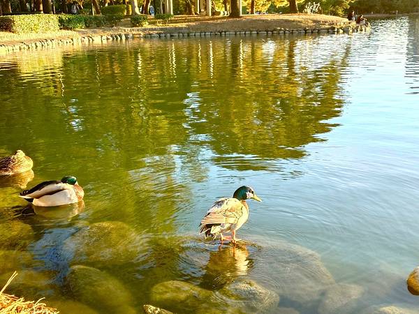 【福岡雙人行】紅葉八幡宮.在福岡的綠洲-大濠公園-散散步.吃