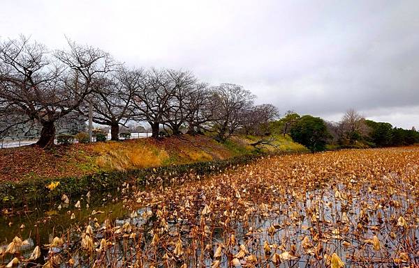 【福岡雙人行Ⅲ】舞鶴公園.櫛田神社.博多運河城.東長寺.博多