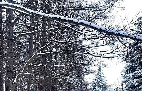 東北賞雪行>十和田湖.現代美術館.銀山溫泉.青森屋.乃之風.