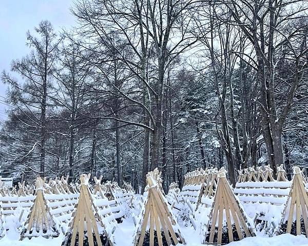 東北賞雪行>十和田湖.現代美術館.銀山溫泉.青森屋.乃之風.