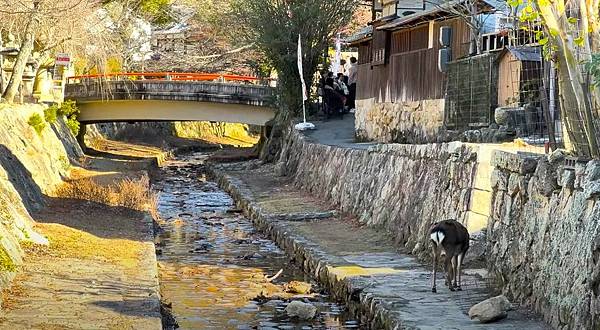 廣島必遊→日本三景之一『國寶.嚴島神社』+ 必吃美食牡蠣屋