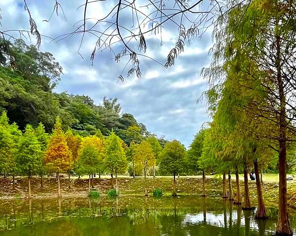 桃園大溪落羽松秘境=月眉人工濕地生態公園.落羽松公園.土埆厝