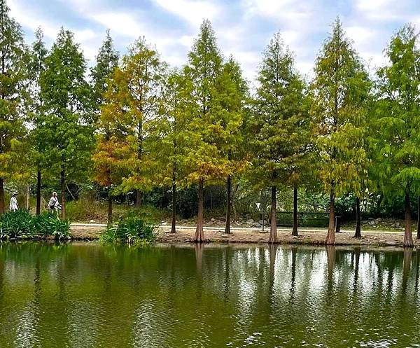 桃園大溪落羽松秘境=月眉人工濕地生態公園.落羽松公園.土埆厝