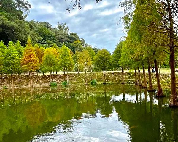 桃園大溪落羽松秘境=月眉人工濕地生態公園.落羽松公園.土埆厝