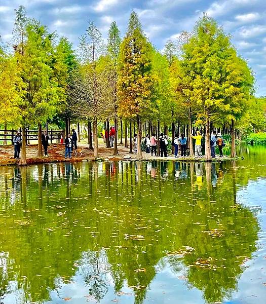 桃園大溪落羽松秘境=月眉人工濕地生態公園.落羽松公園.土埆厝