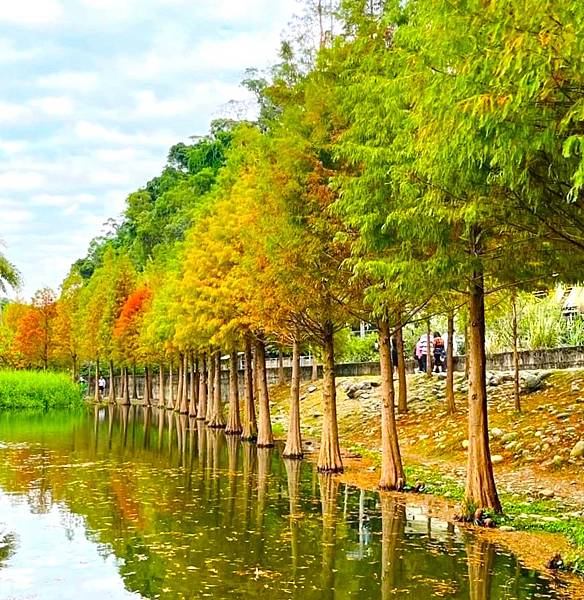 桃園大溪落羽松秘境=月眉人工濕地生態公園.落羽松公園.土埆厝