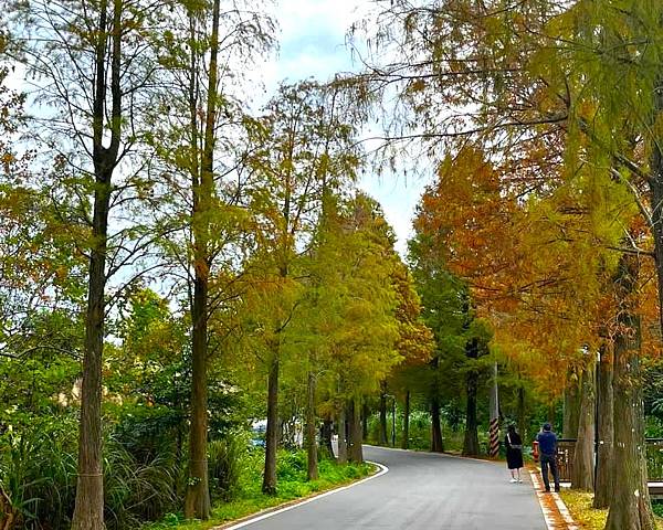 桃園大溪落羽松秘境=月眉人工濕地生態公園.落羽松公園.土埆厝