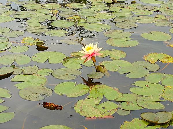 訪友吃喝ing【千燈湖公園.燈湖西街.礌崗公園】岭南逸品.桂