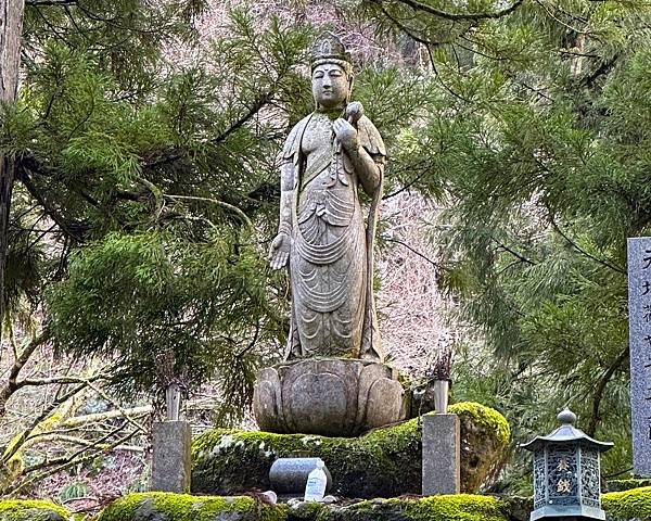 【追雪.賞雪.看看合掌造】走走郡上八幡城.兼六園.永平寺.金