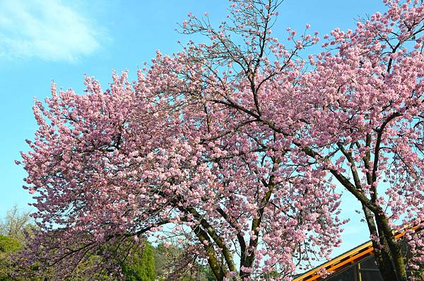 【日本關東賞櫻行】十間橋.成田櫻山公園.冰川神社.吉祥寺.新